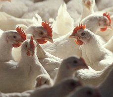 从欧洲精准畜牧业研讨会看蛋鸡精准养殖技术的研究进展